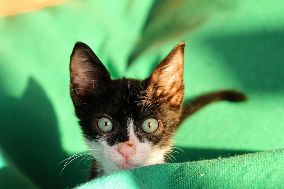 close-up of kitten on green sheet, Cat, Cute, Pet, Animal, Adidas HD wallpaper