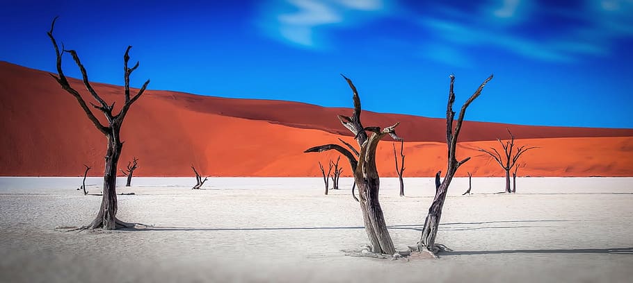 black leafless trees and vast land, namibia, wilderness, dead trees HD wallpaper