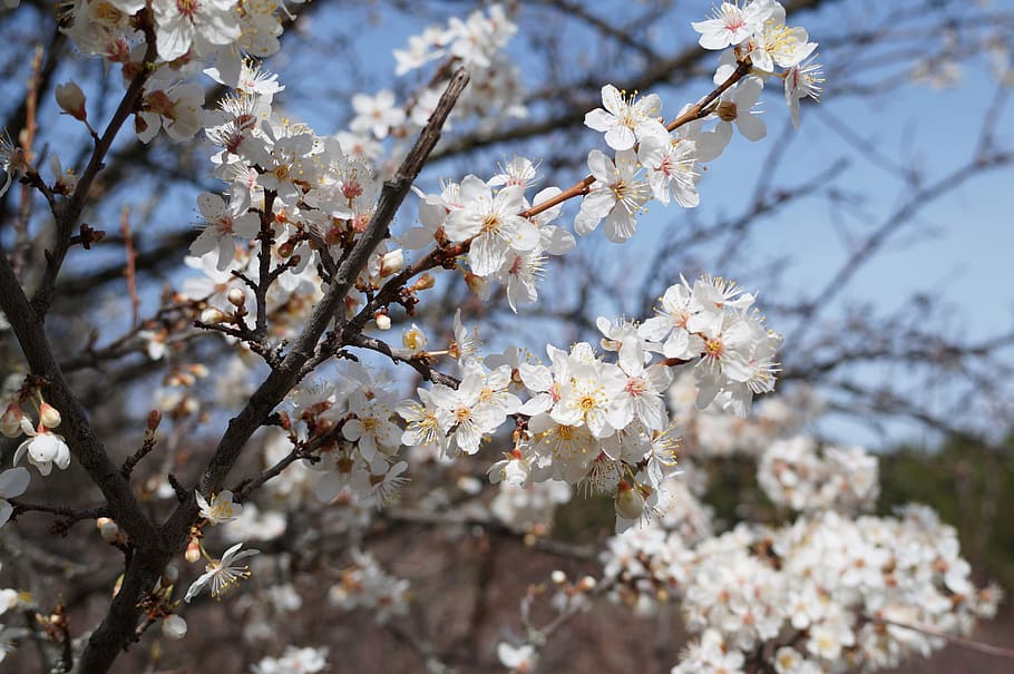 crimea, forest, flowers, spring, nature, bloom, stroll, closeup HD wallpaper