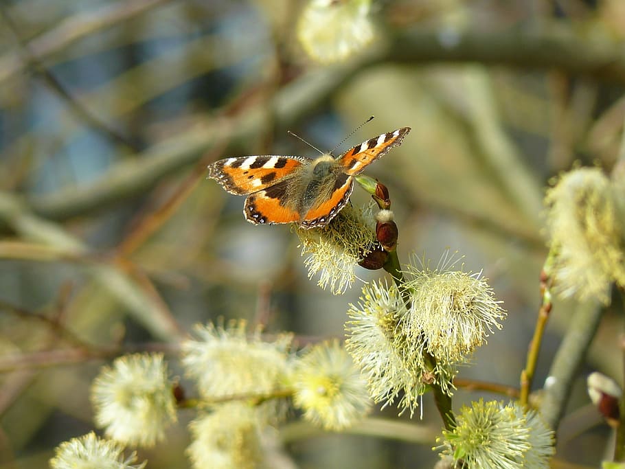 willow, cats, spring, flower, butterfly, bush, nature, blooming HD wallpaper