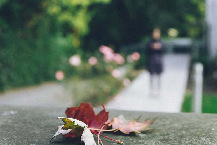 Leaf and silhouette, nature, other, outdoors, autumn, street HD wallpaper