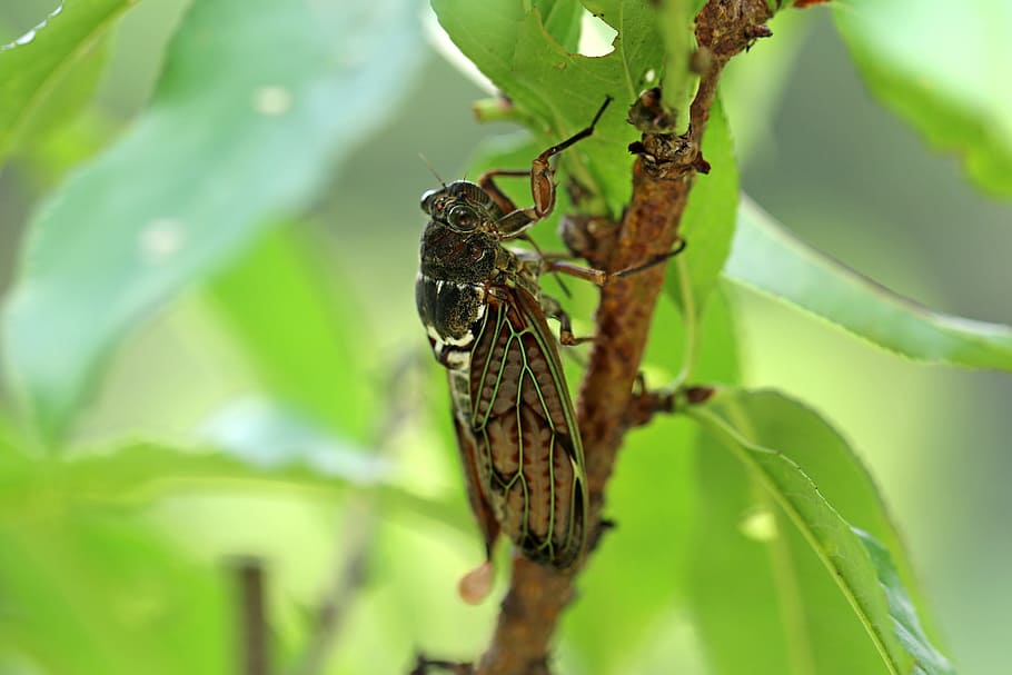 Cicada, Insects, Abstract, Summer, nature, arboretum, landscape HD wallpaper