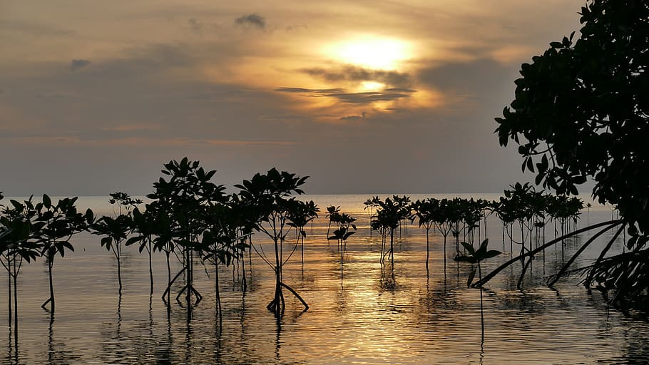 Mangroves, Sunset, Root, Water, Sea, light, clouds, mood, romance, HD wallpaper