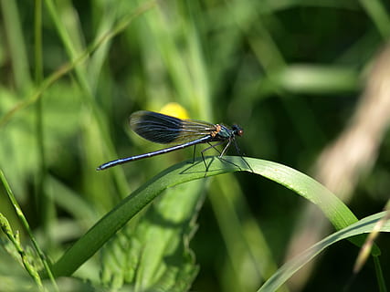 dragonfly, grass, nature, wing, demoiselle, calopteryx splendens splendens HD wallpaper