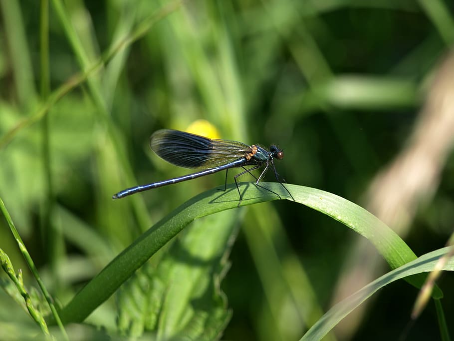 dragonfly, grass, nature, wing, demoiselle, calopteryx splendens splendens HD wallpaper