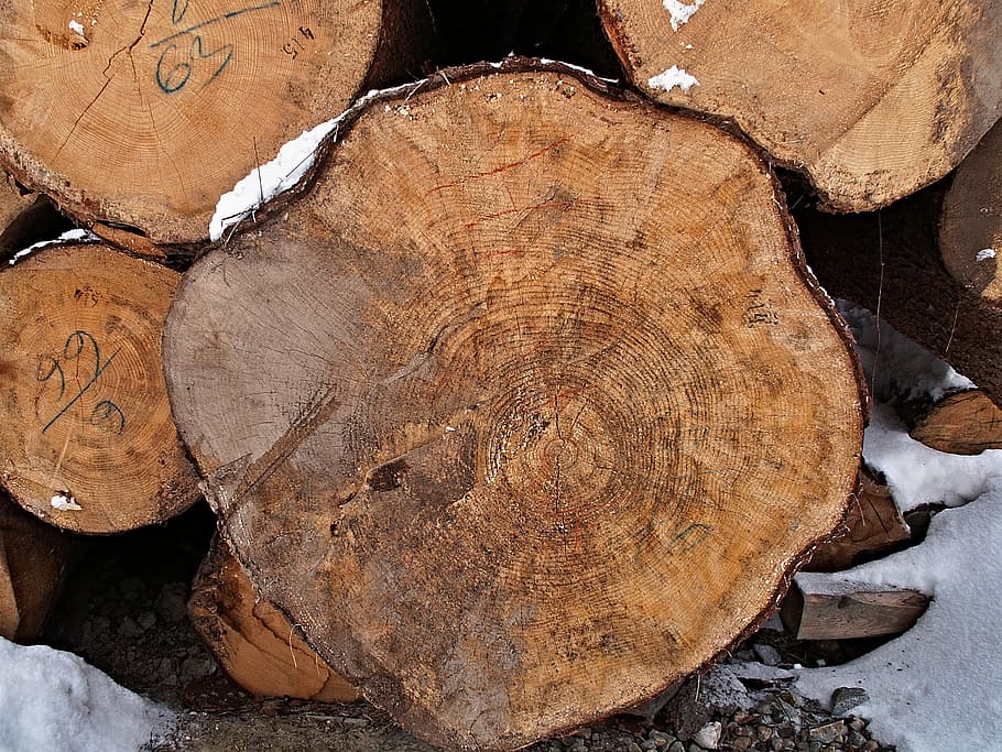 Rings, Tree, Wood, Winter, Detail, no people, full frame, close-up HD wallpaper