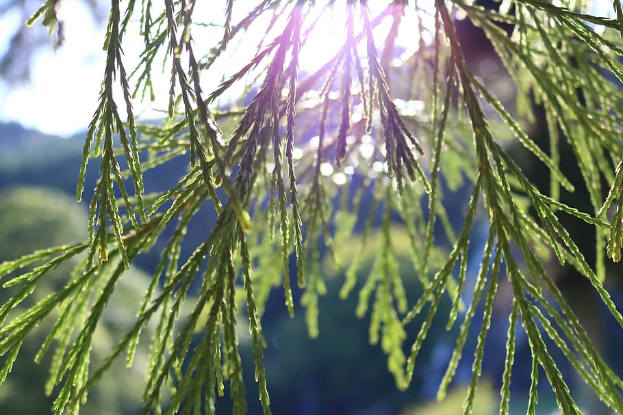 light, nature, trees, sun, natural, bright, summer, white, sunlight HD wallpaper