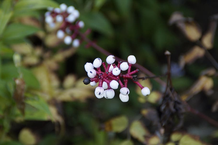 berries, white, autumn, close, nature, branch, close-up, plant HD wallpaper