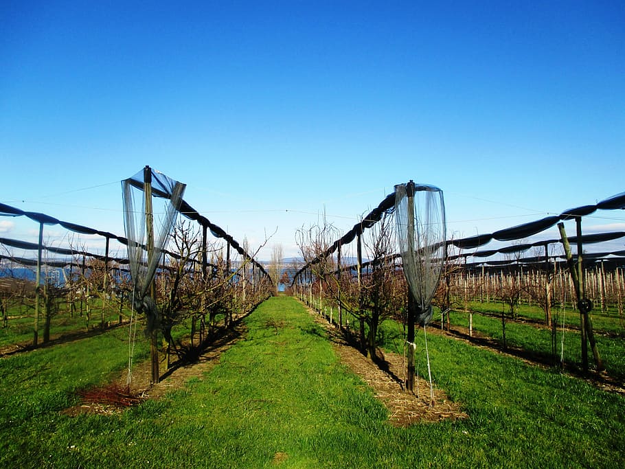fruit, orchards, maintained, protected, sunny, lake constance HD wallpaper