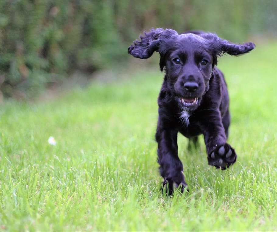 medium-coat black puppy running on green lawn grass during daytime