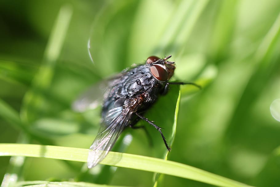 nature, insect, invertebrate, animal wildlife, animal themes HD wallpaper