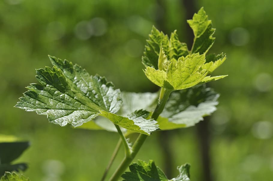 currant, branch, engine, young, spring, green, nature, garden HD wallpaper