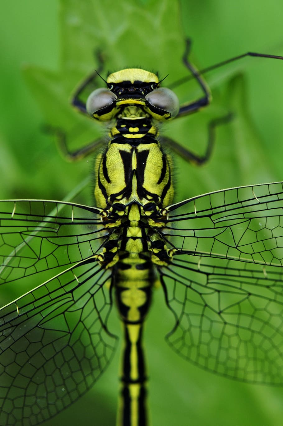 southern giant darner macro photography, dragonfly, insect HD wallpaper