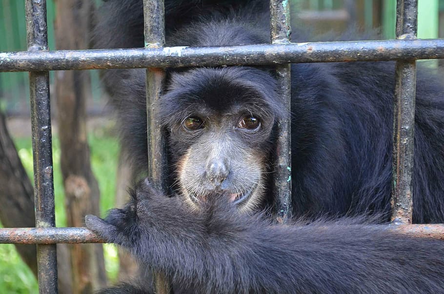 monkey, ape, emcaged, animal, captured, indonesia, zoo, mammal HD wallpaper