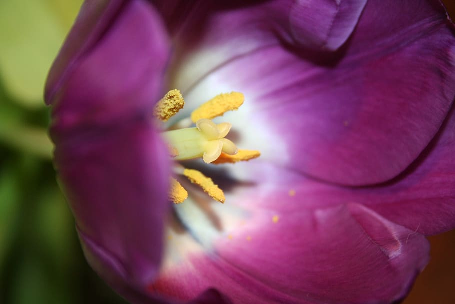 tulip, purple, stamp, flowers, close up, violet, breeding tulip, HD wallpaper