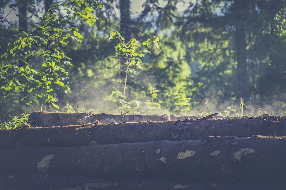 light, landscape, nature, forest, colorful, daylight, environment HD wallpaper