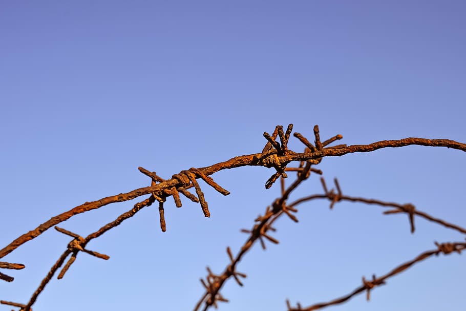 shallow focus photography of rusted brown steel barbed wire, rusty