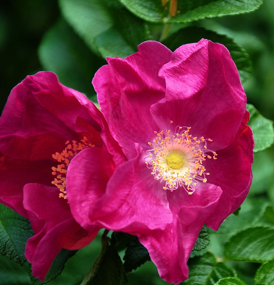Bush, Pink, brian, nature, flower, plant, petal, close-up, summer HD wallpaper