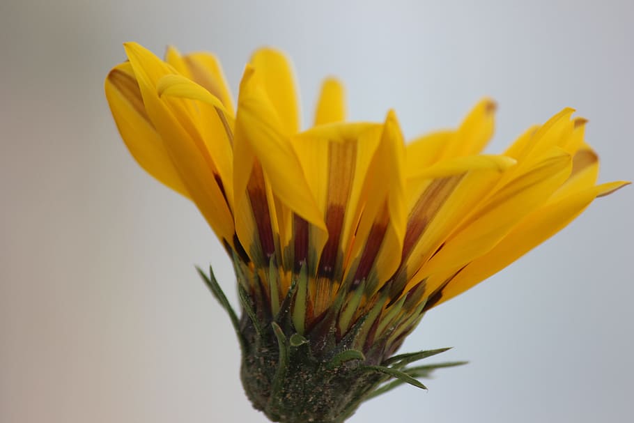 Shuttle, Yellow, Flower, close-up, studio shot, fragility, flower head HD wallpaper