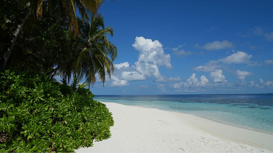 photo of palm trees beside seashore during daytime, Maldives