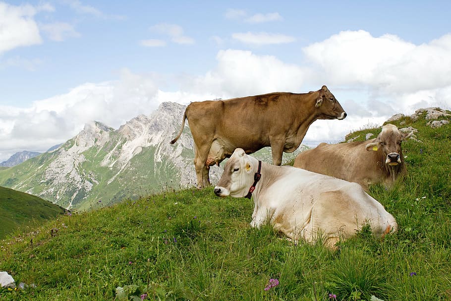 cows, mountain, tops, grass, mammal, domestic animals, animal themes, HD wallpaper