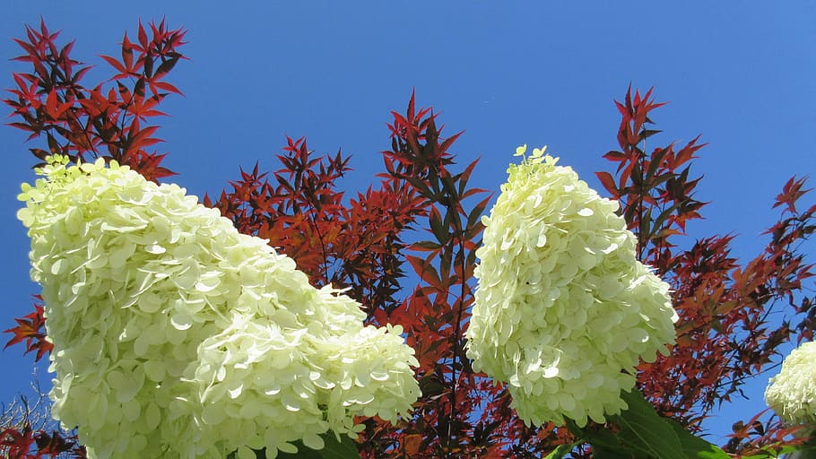 hydrangea, flower, maple leaf, blue sky, nature, plant, tree HD wallpaper