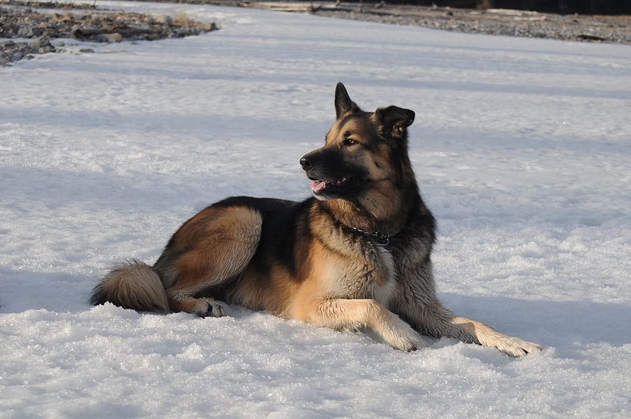 snow, winter, nature, cold, outdoors, animal, cute, dog, portrait HD wallpaper