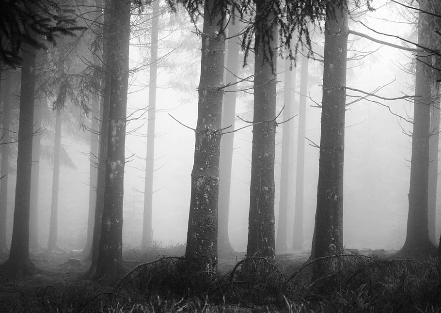 silhouette of trees with fog, forest, tree trunks, mystical HD wallpaper