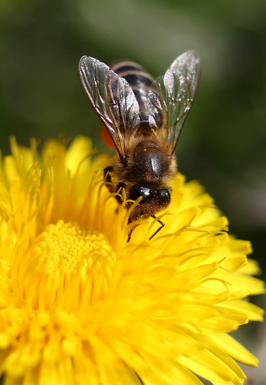 dandelion, bee, yellow, pollen, insecta, diligent, flower, nature HD wallpaper