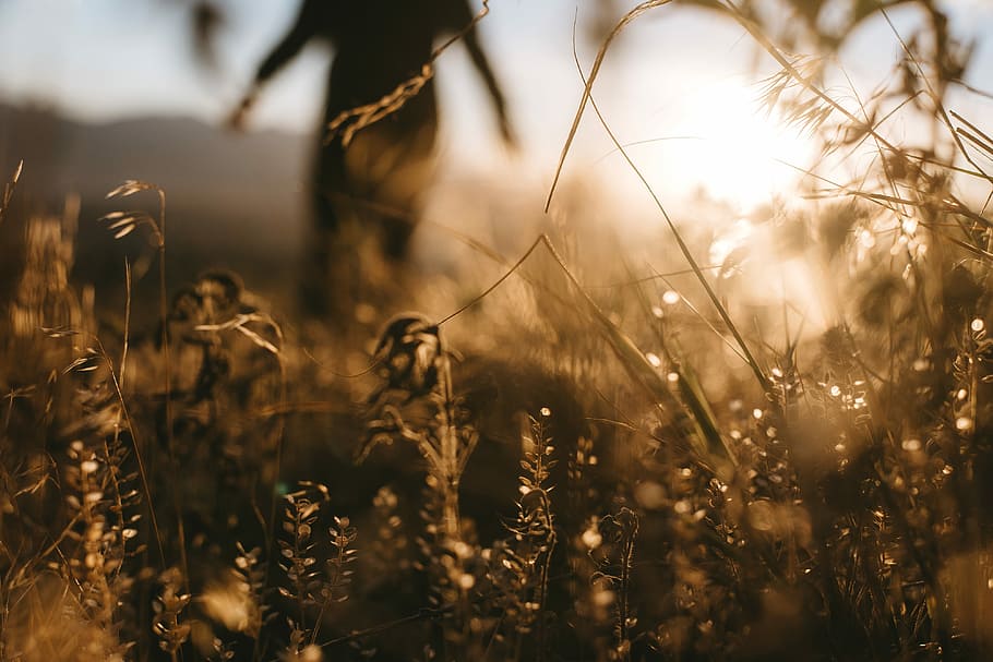 macro photography of brown gras, silhouette of person standing behind grasses HD wallpaper