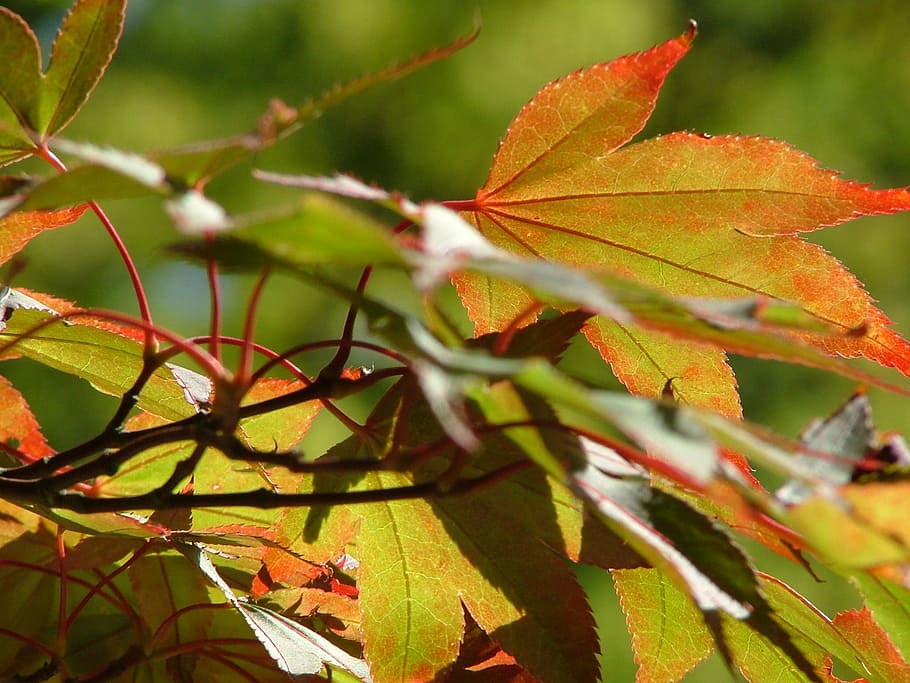 leaves, autumn, fall, nature, yellow, season, orange, leaf HD wallpaper