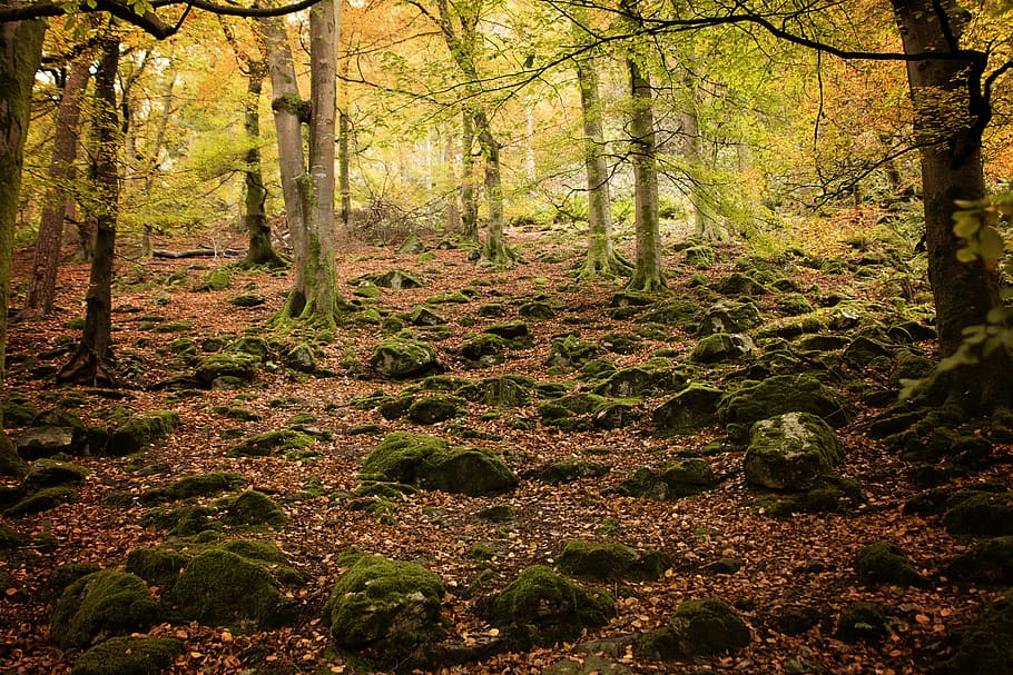 Forest, Green, Green, Tree, Nature, Landscape, environment HD wallpaper