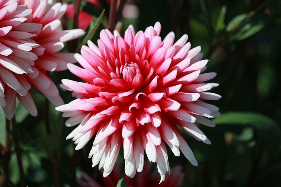 flower, blossom, bloom, close, nature, garden flower, flowering plant HD wallpaper