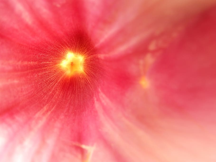 Blossom, Bloom, Flower, Yellow, red, middle, structure, nature HD wallpaper