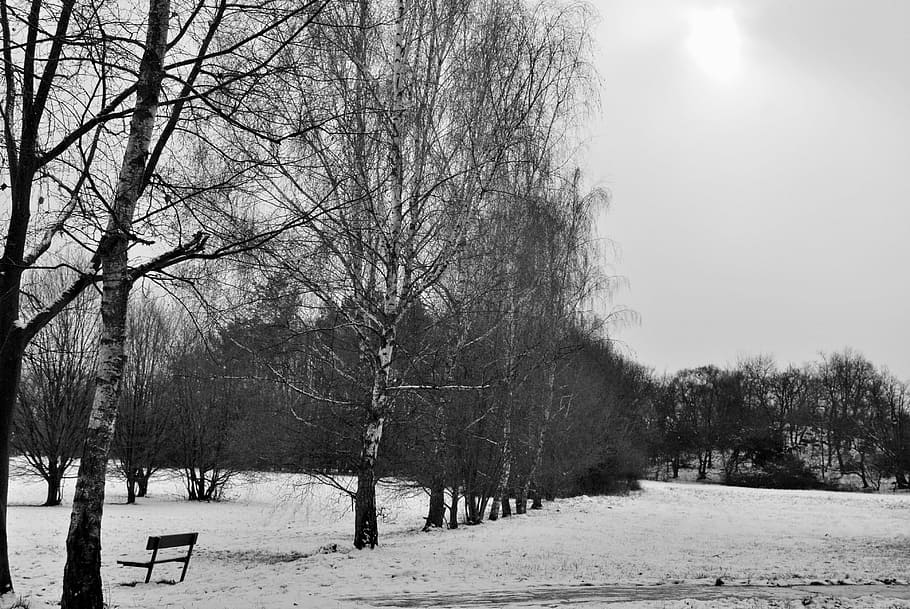 trees, snow, winter, cold temperature, plant, bare tree, land HD wallpaper
