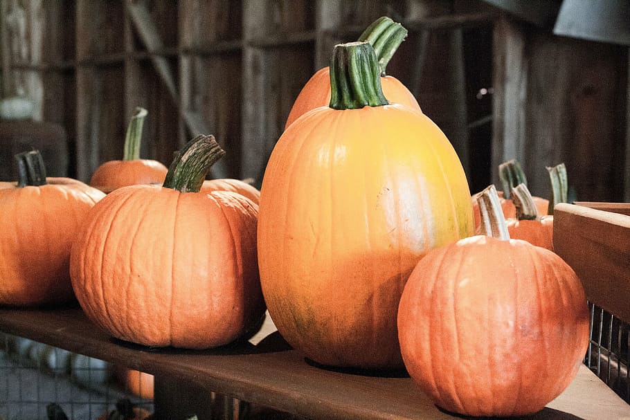 halloween, pumpkins, autumn, fall, orange, october, harvest HD wallpaper