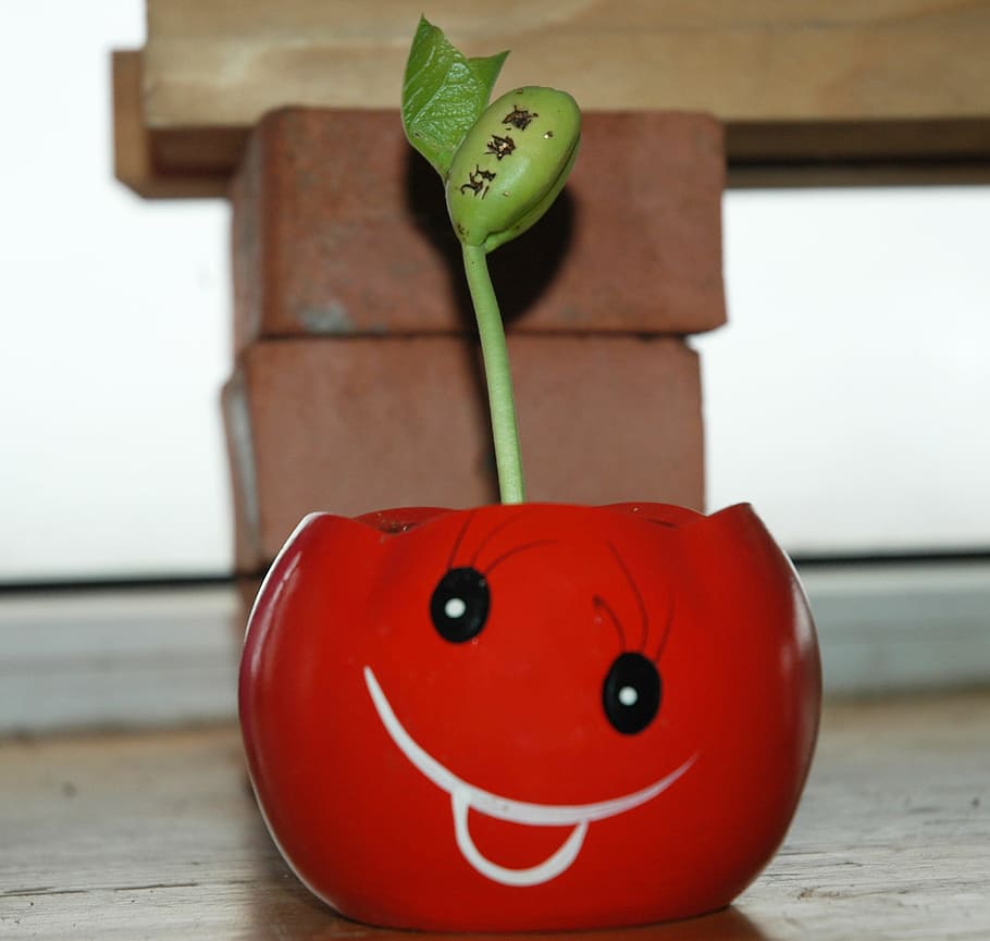 Venus, Flytrap, Sprout, Carnivorous, botany, leaf, exotic, insectivorous HD wallpaper