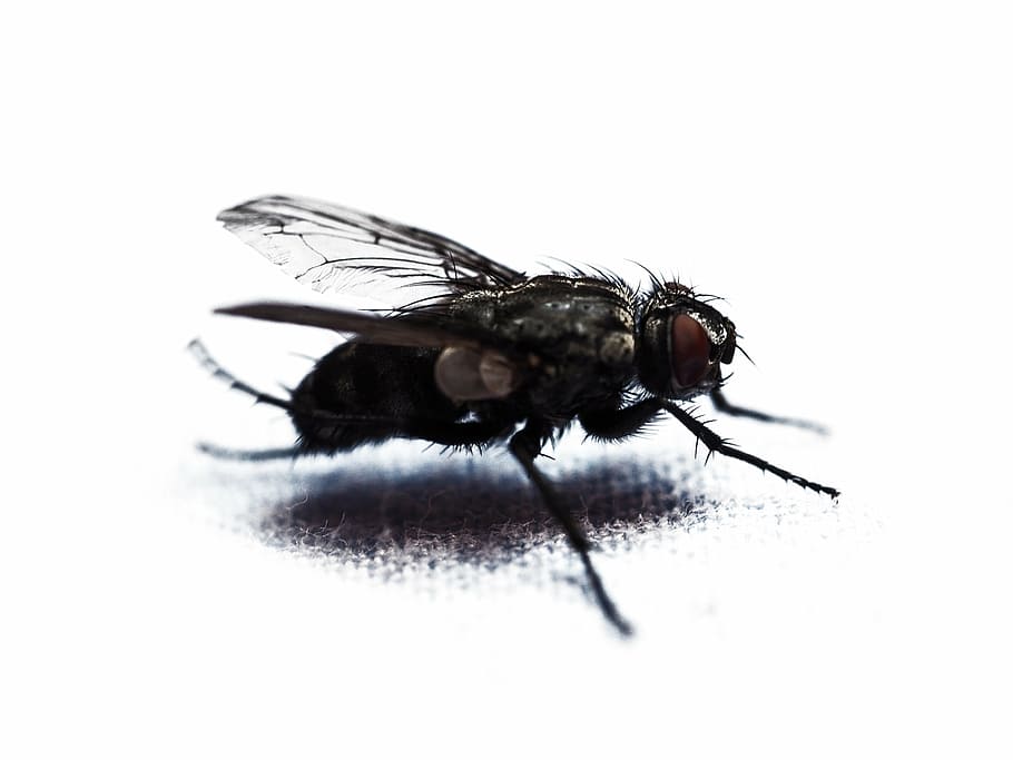 fly, housefly, macro, close, insect, compound eyes, wing, common housefly HD wallpaper