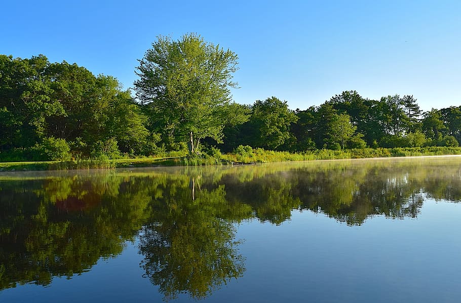 lake, forest, tree, water, reflection, nature, landscape, summer HD wallpaper