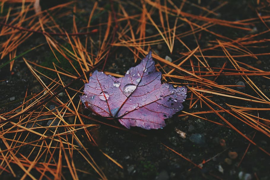 red plant leaf with water droplets on the ground, macro photography of purple leaf HD wallpaper