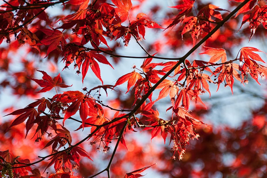 selective focus photography of brown leaf tree, leaves, red HD wallpaper