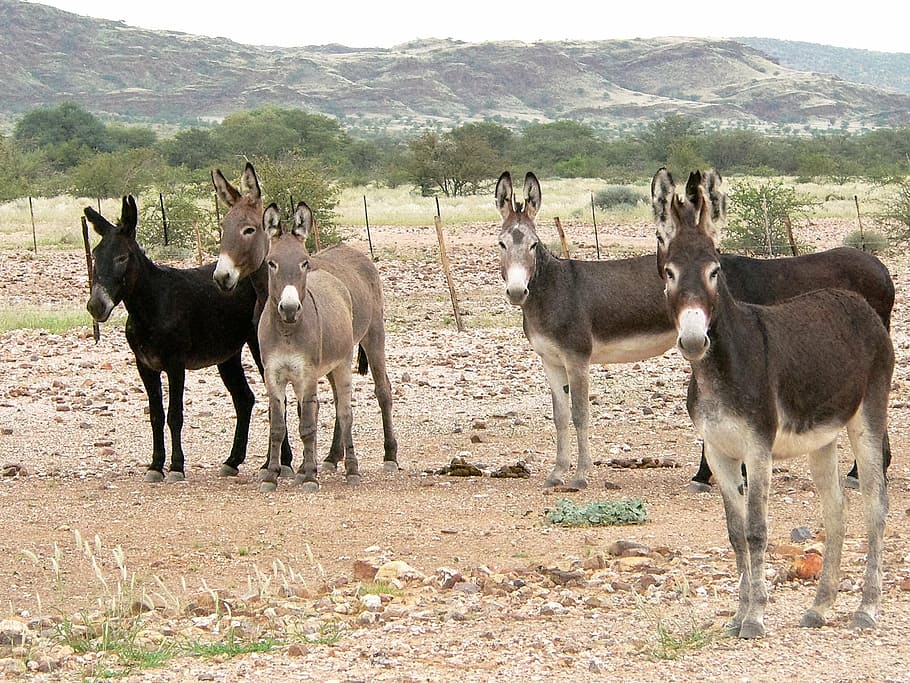 donkey, group, flock, hoofed animals, landscape, africa, mammal HD wallpaper