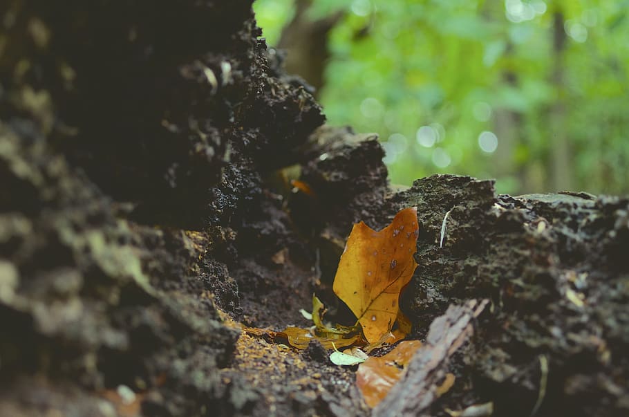 selective focus photography of fallen dry leaf, selective focus photography of brown maple leaf HD wallpaper