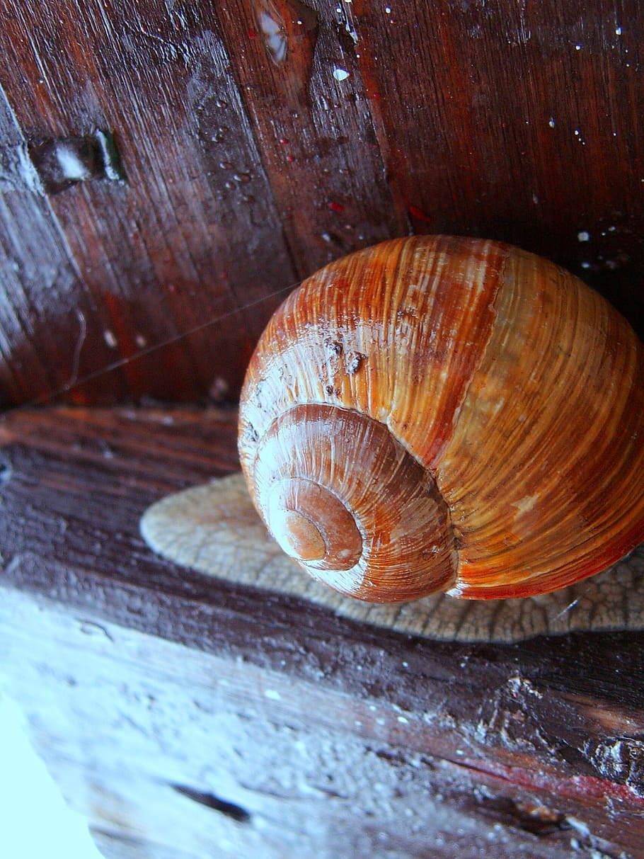 snail, conch, wood, macro, mollusk, animal, nature, brown, close-up HD wallpaper
