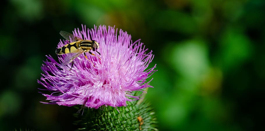 insect, yellow, bee, animal, nature, flower, fly, summer, close, HD wallpaper