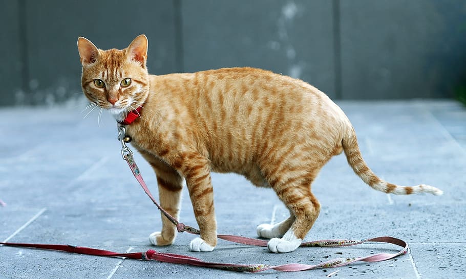 Cat, Cute, Yellow, Pet, Animal, domestic Cat, pets, feline HD wallpaper