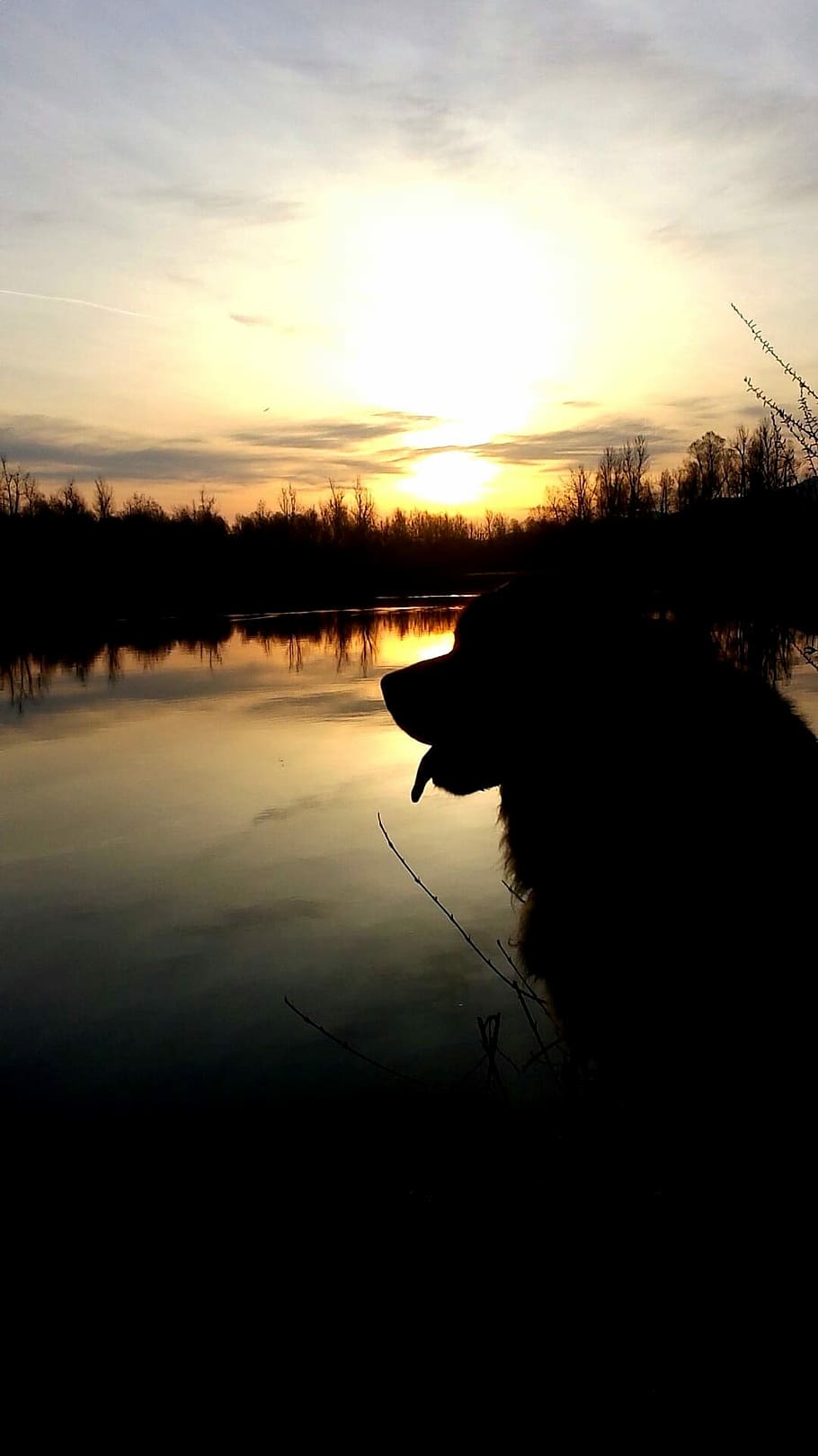Dog, Sunset, Lake, silhouette, reflection, nature, water, sky HD wallpaper