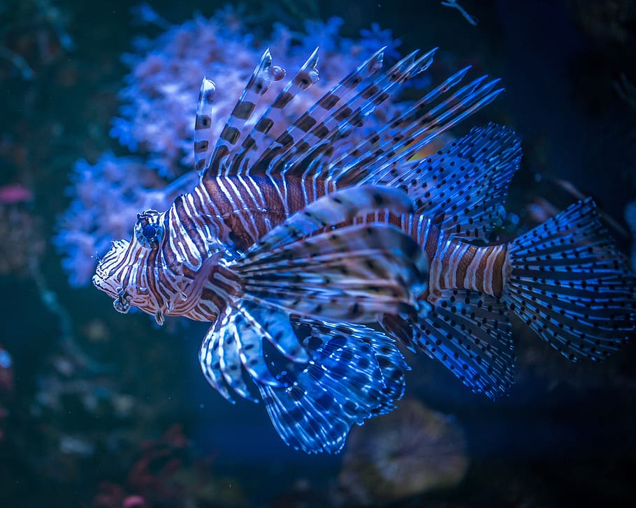 fish, aquarium, animals, sea, sea life, animal wildlife, underwater HD wallpaper