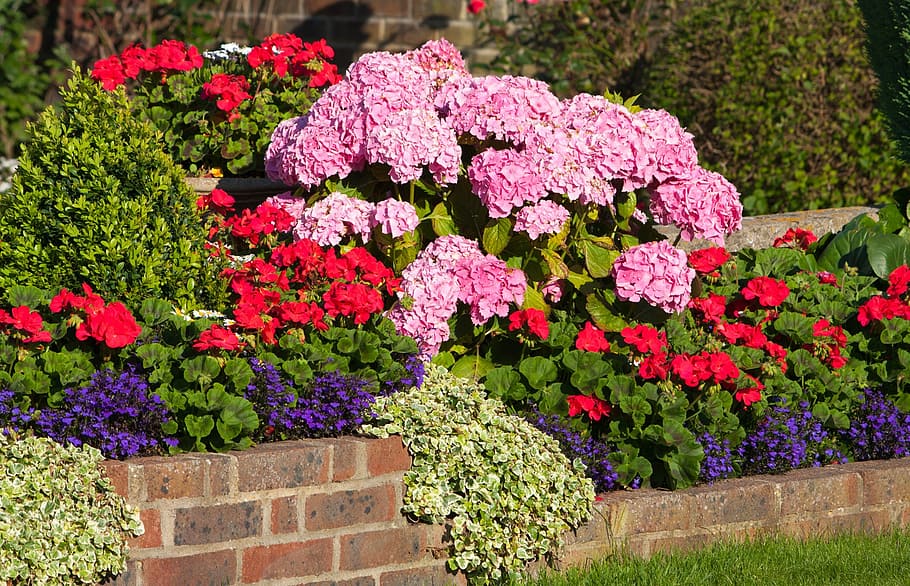 wall flowers, geraniums, hydrangeas, pink, red, blue, colorful HD wallpaper