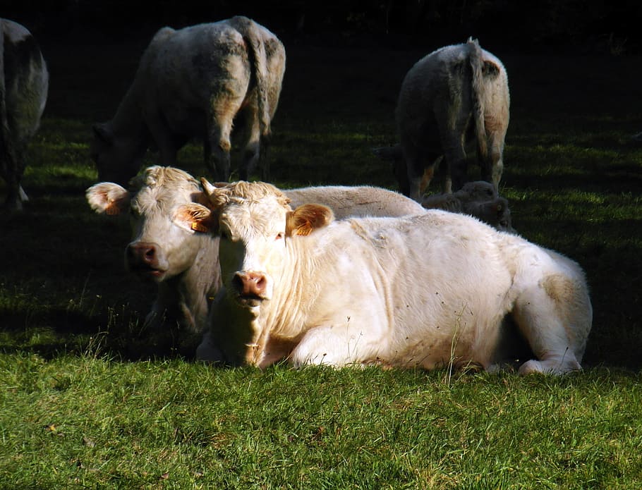 Cows, White, Pair, Meadow, concerns, milk, bauer, beef, bull HD wallpaper